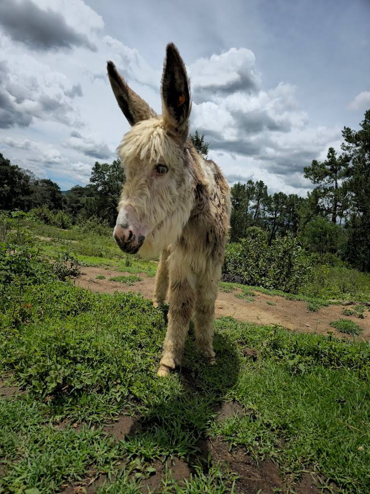 Burros de Tlaxcala