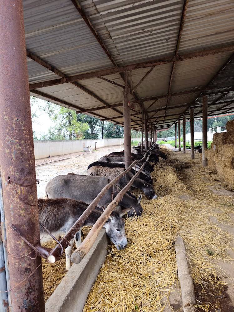 Burros de Tlaxcala