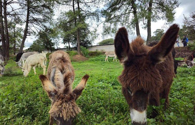 Burros de Tlaxcala