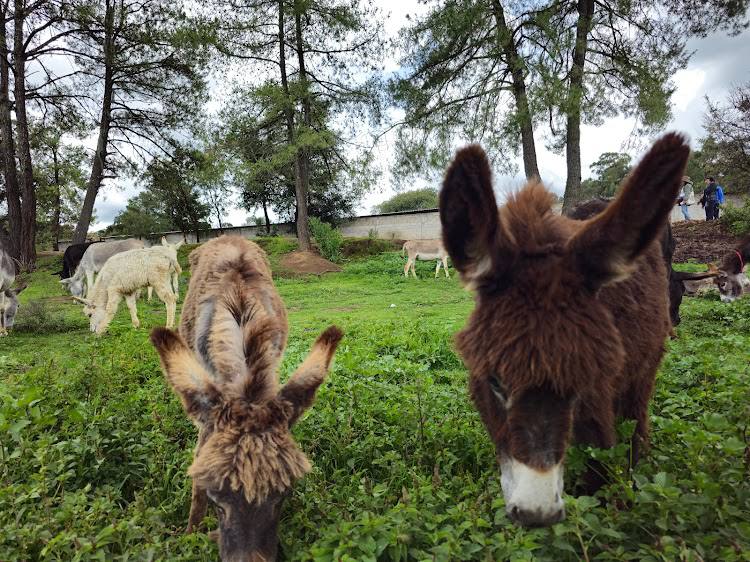 Burros de Tlaxcala