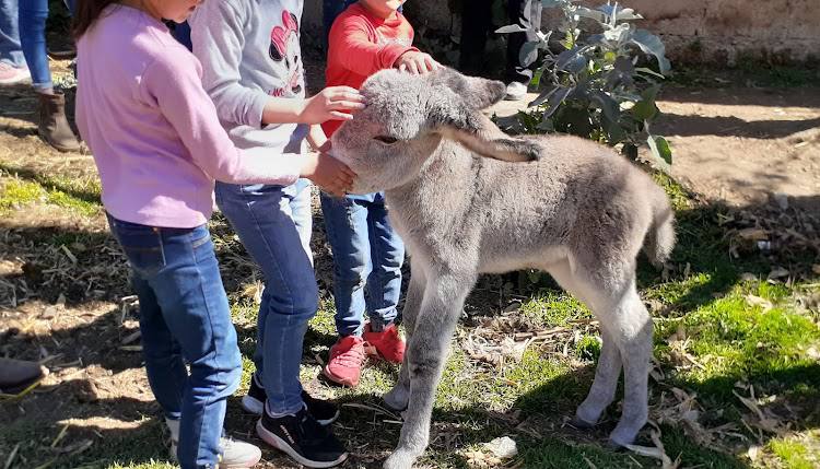 Burros de Tlaxcala