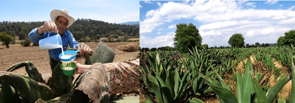 pulque de Nanacamilpa