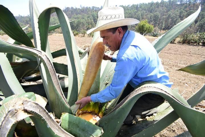 Tepuente la ruta del pulque para conocer el elixir de los dioses 3-